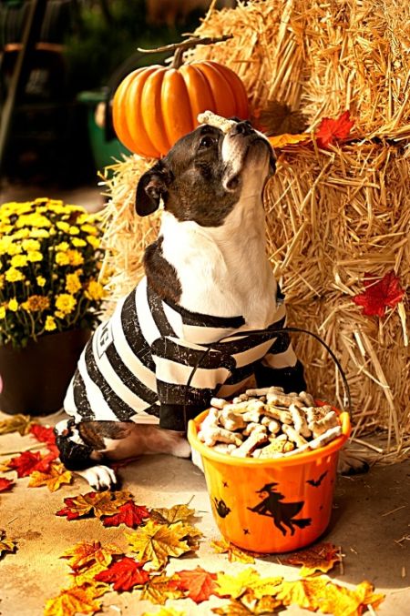 Halloween Costume For Dogs